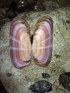 Image of rosy razor clam