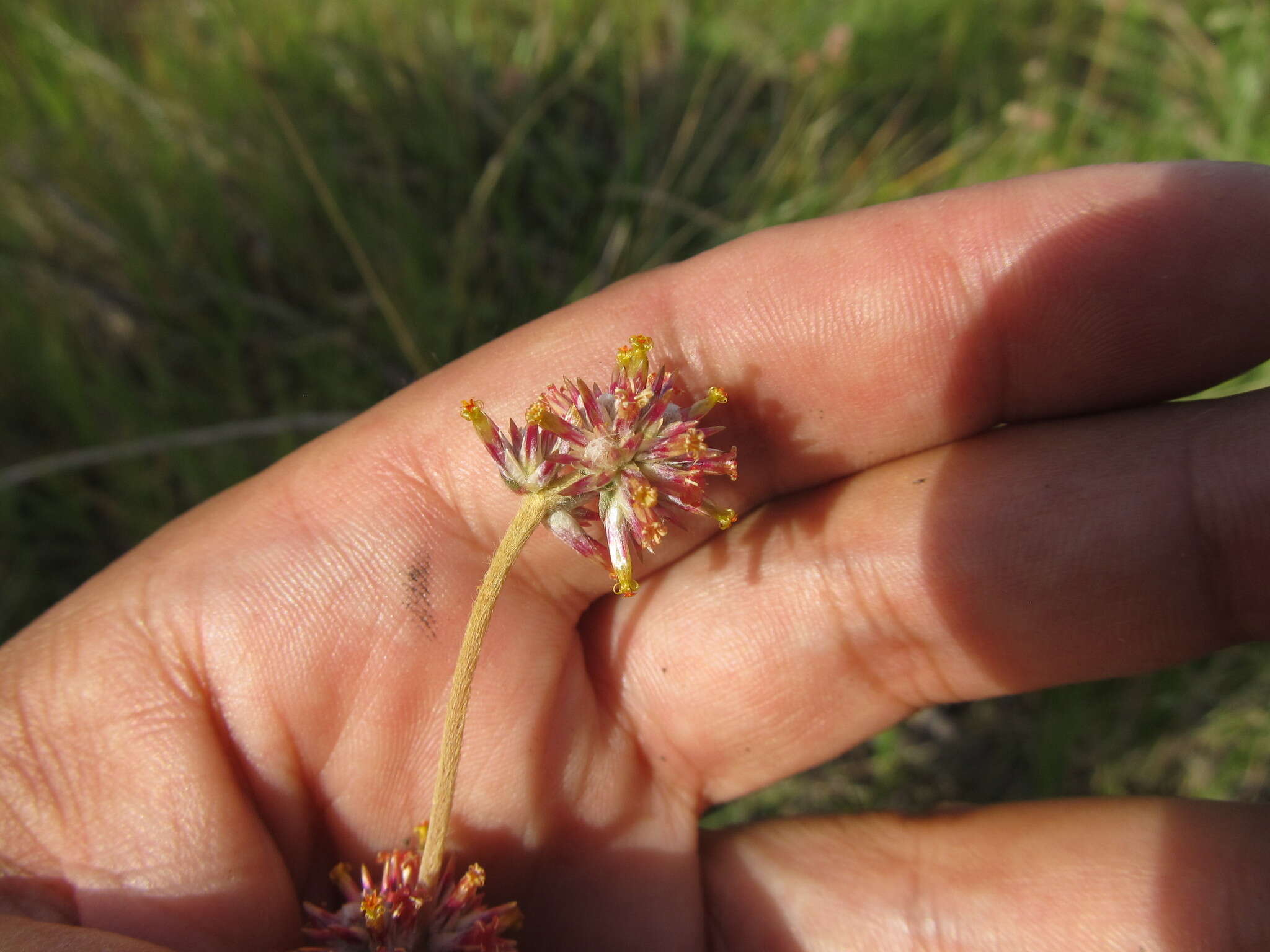 Image of Gomphrena perennis L.