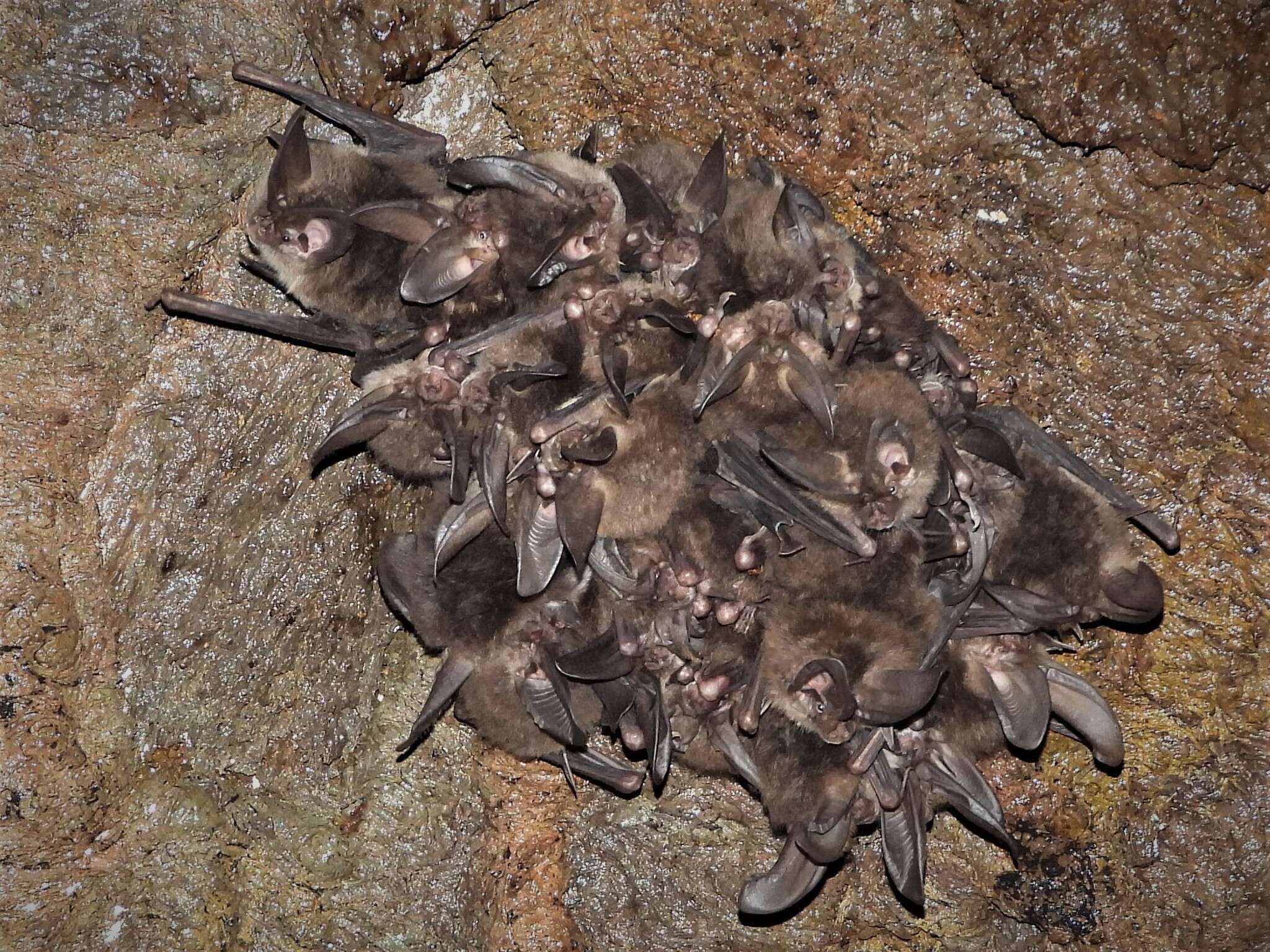 Image of Mexican big-eared bat