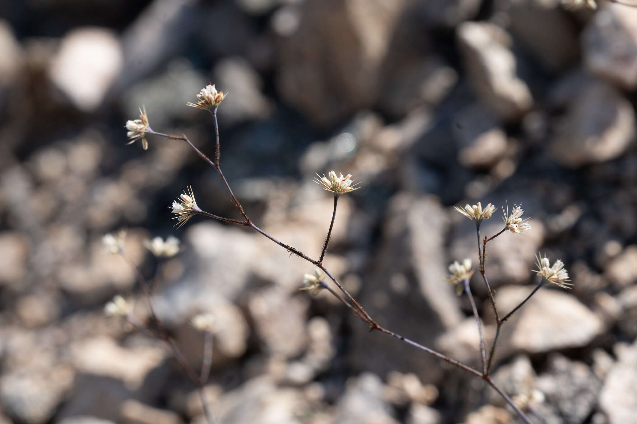 Imagem de Acanthoscyphus parishii (Parry) Small