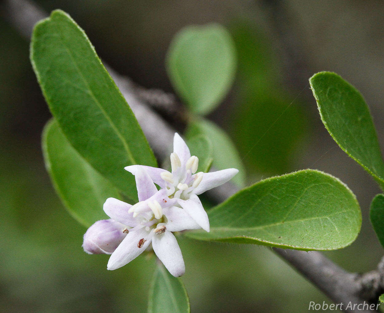 Image of Ehretia rigida subsp. nervifolia Retief & A. E. van Wyk