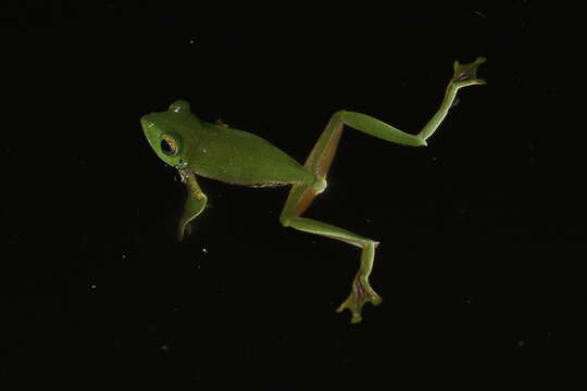 Image of Parachuting frog