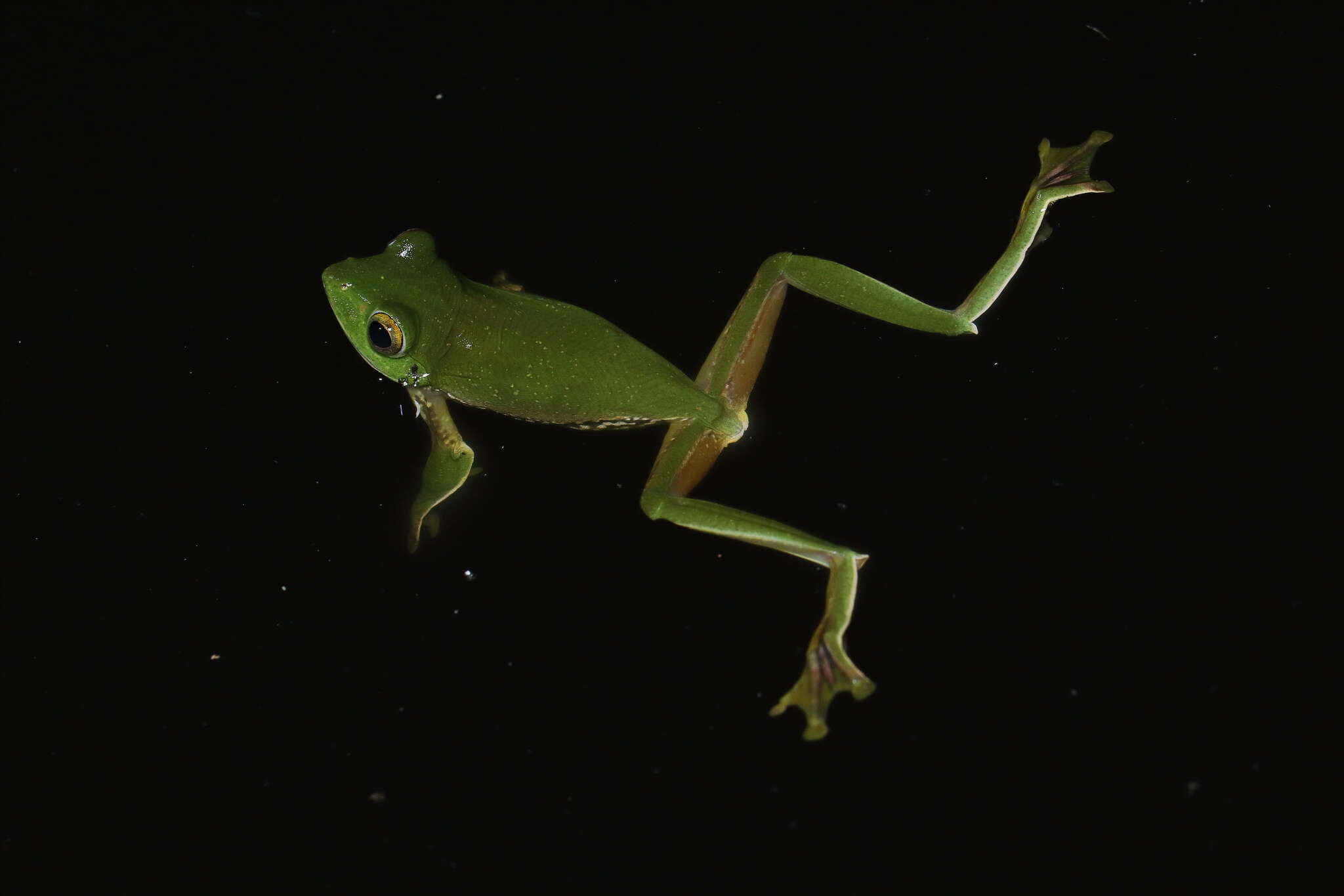 Image of Parachuting frog