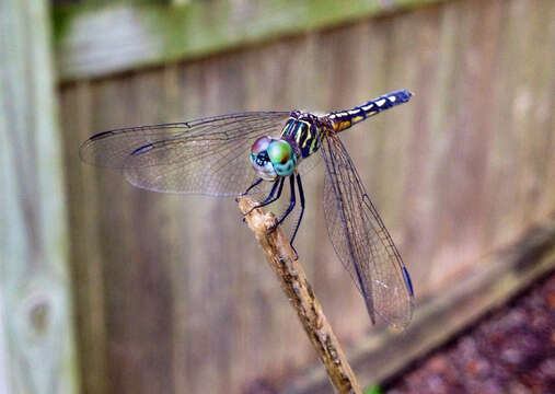 Image of Blue Dasher