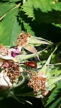 Image of Rose Curculio