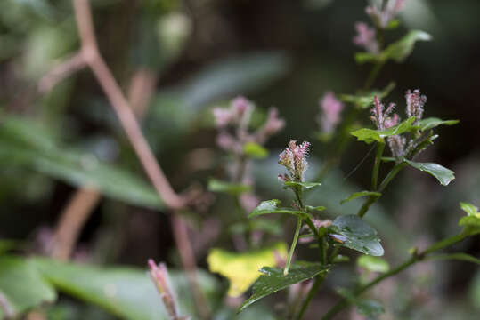 <i>Strobilanthes pentastemonoides</i> (Nees) T. Anderson resmi