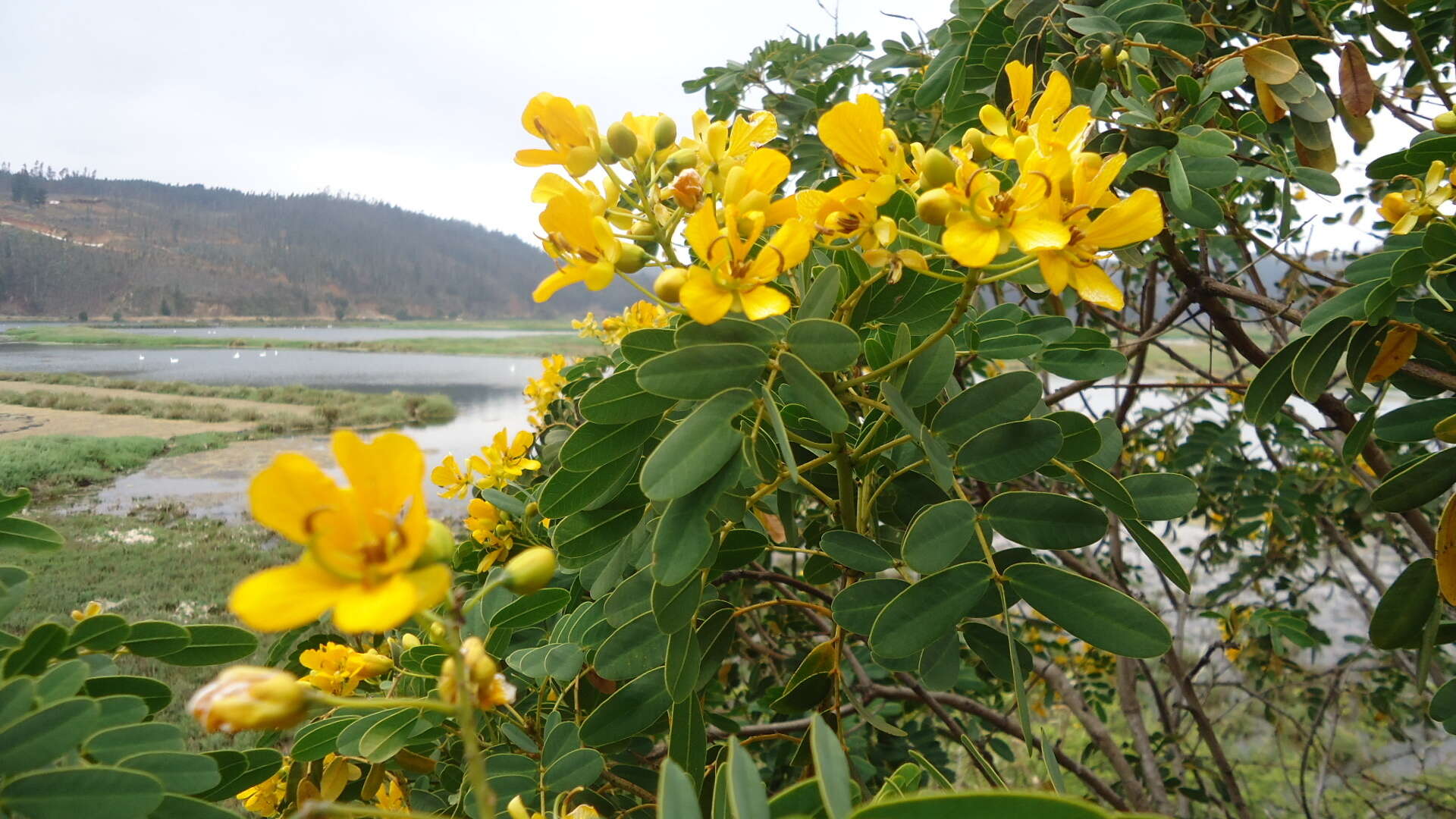 Слика од Senna candolleana (Vogel) H. S. Irwin & Barneby