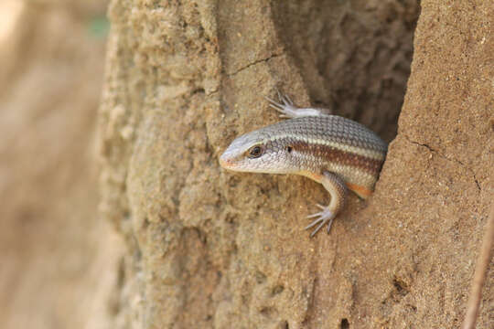 Image of Eutropis lankae