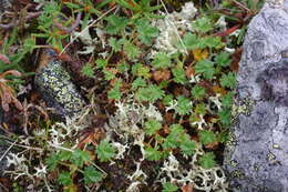 Image de Potentilla elegans Cham. & Schltdl.