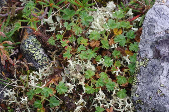 Image of silverweed