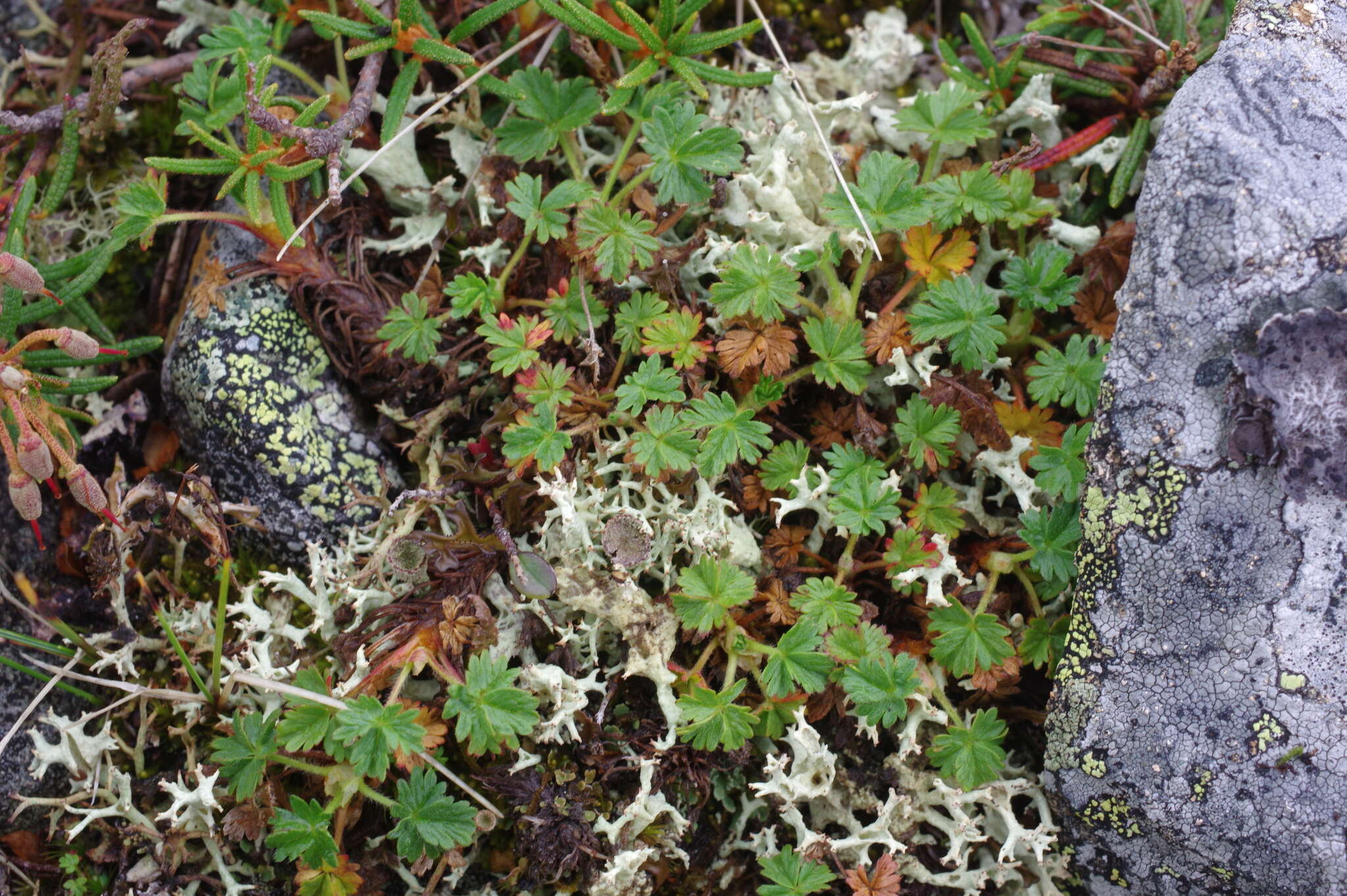 Image de Potentilla elegans Cham. & Schltdl.