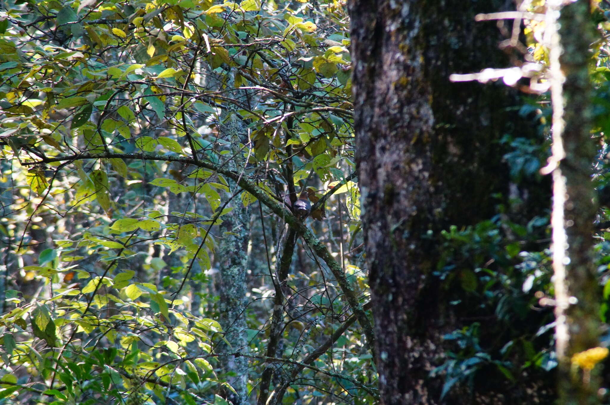 Image of Rufous-collared Robin