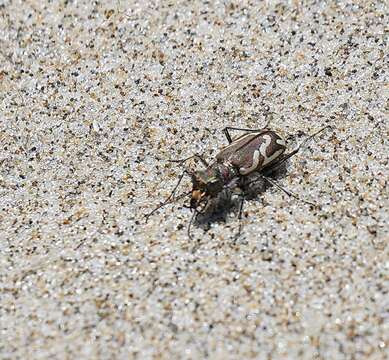 Image of Pacific Coast Tiger Beetle