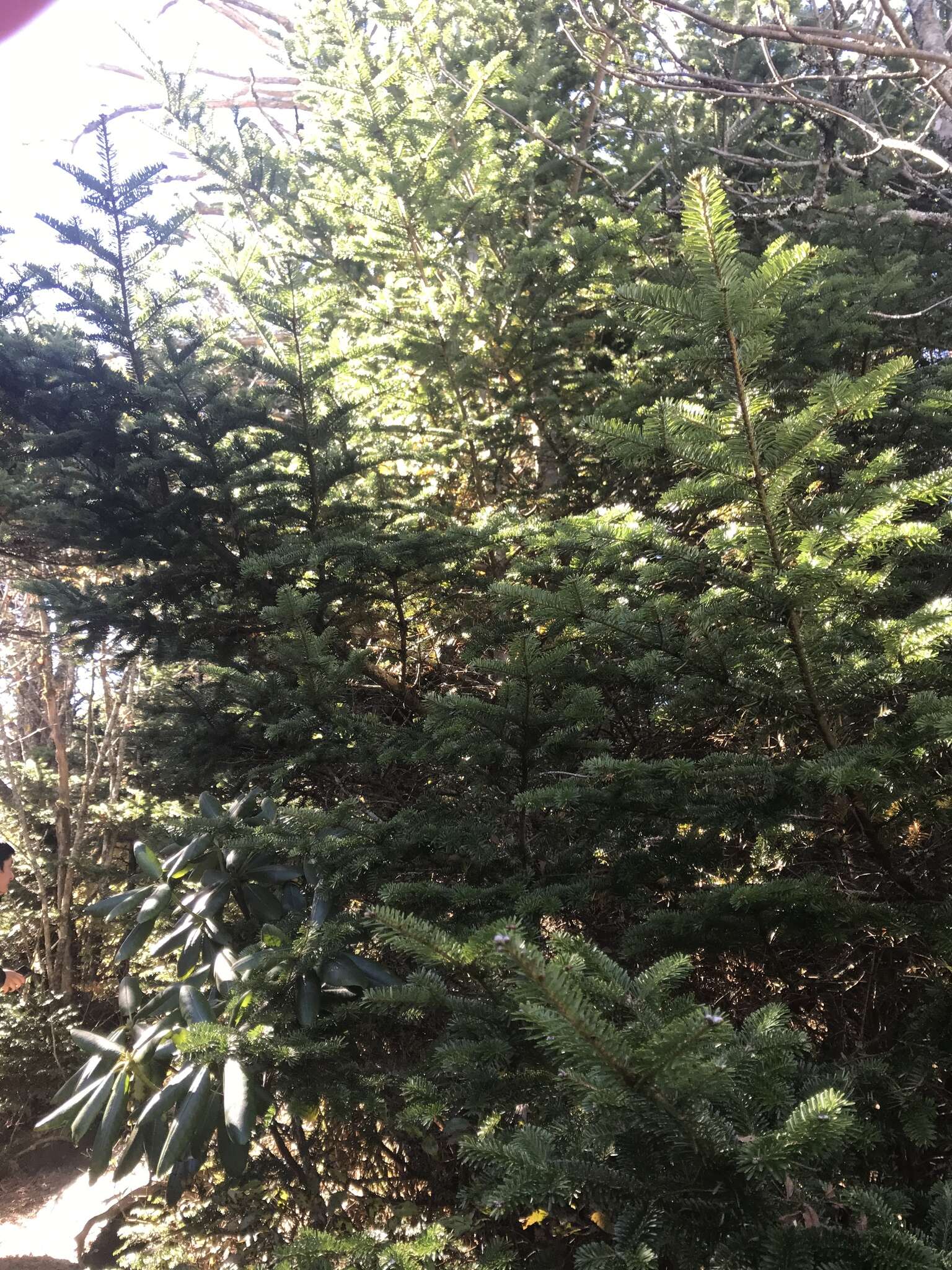 Image of Fraser Fir