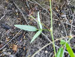 Image of Rhynchosia leucoscias Harv.