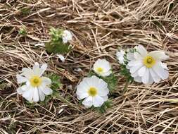 Imagem de Ranunculus anemoneus F. Müll.