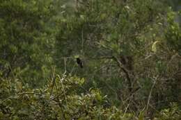 Image of Flame-crested Tanager