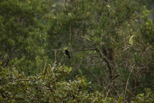 Image of Flame-crested Tanager