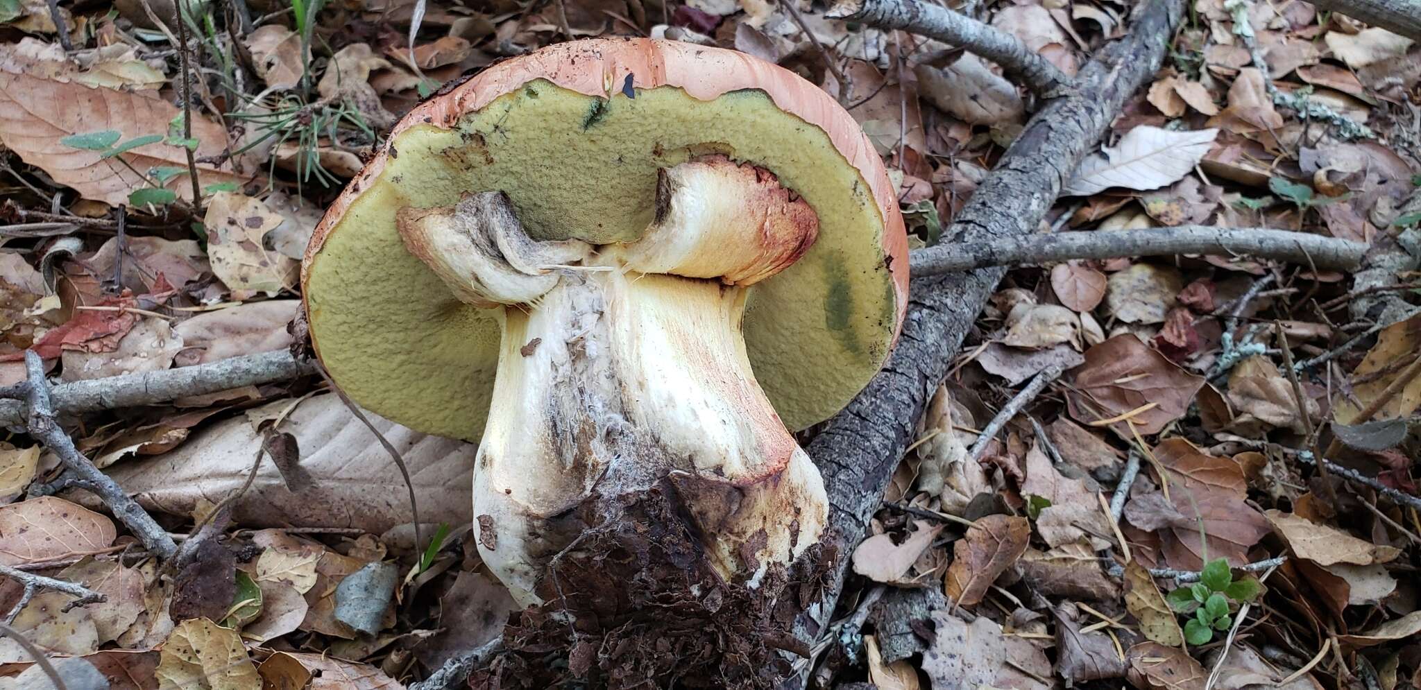 Image de Butyriboletus persolidus D. Arora & J. L. Frank 2014