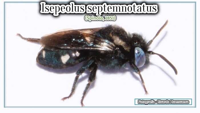 Image de Isepeolus septemnotatus (Spinola 1851)
