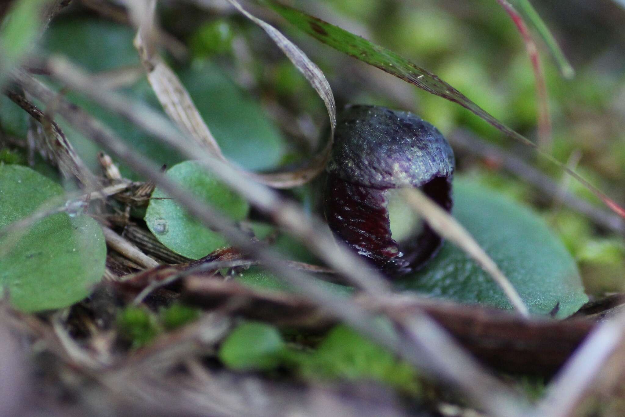 Image of Slaty helmet orchid