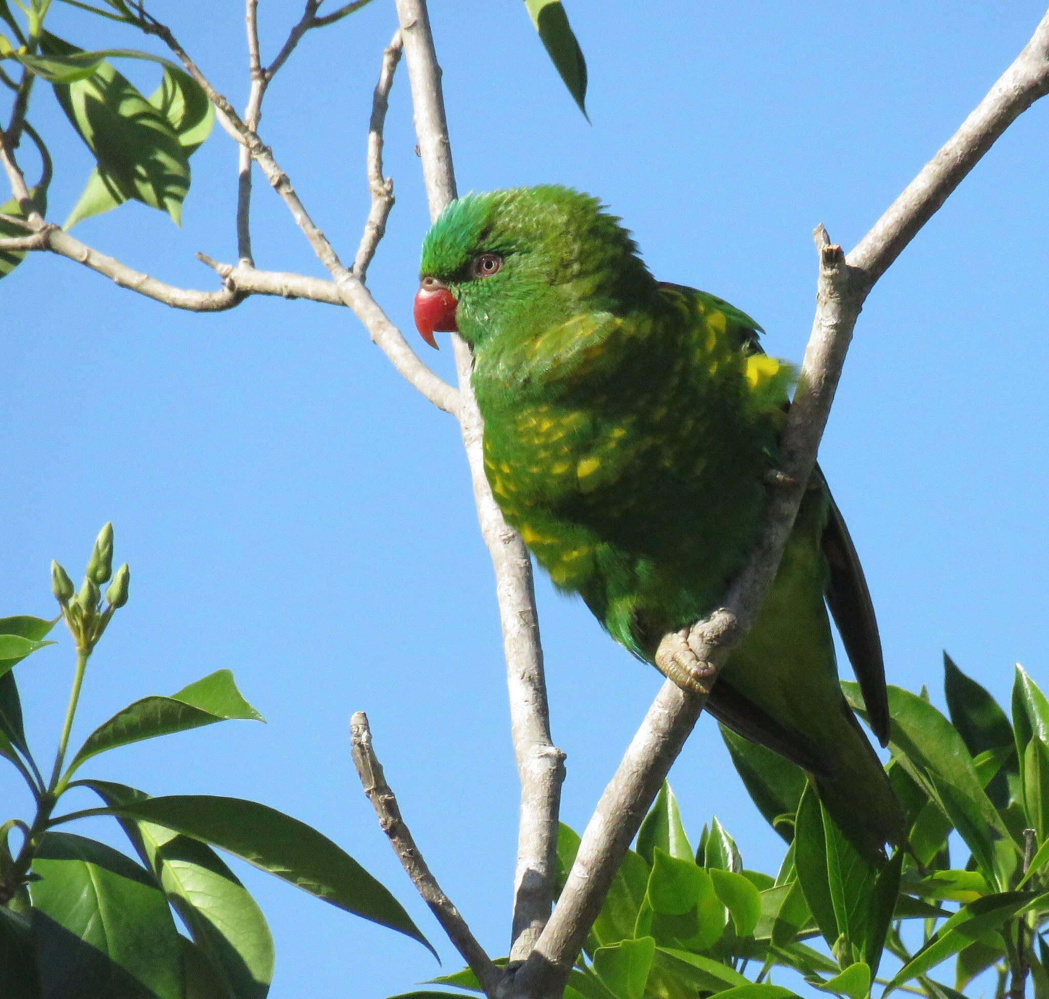 صورة Trichoglossus chlorolepidotus (Kuhl 1820)