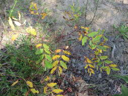 Image of flytrap dogbane