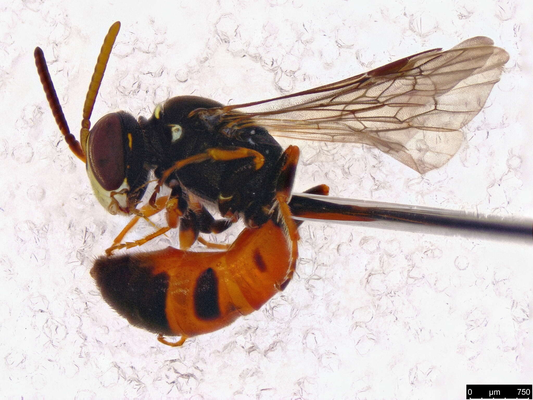 Image of Hylaeus littleri (Cockerell 1918)