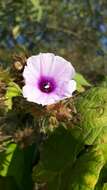 Image of Small Morning Glory