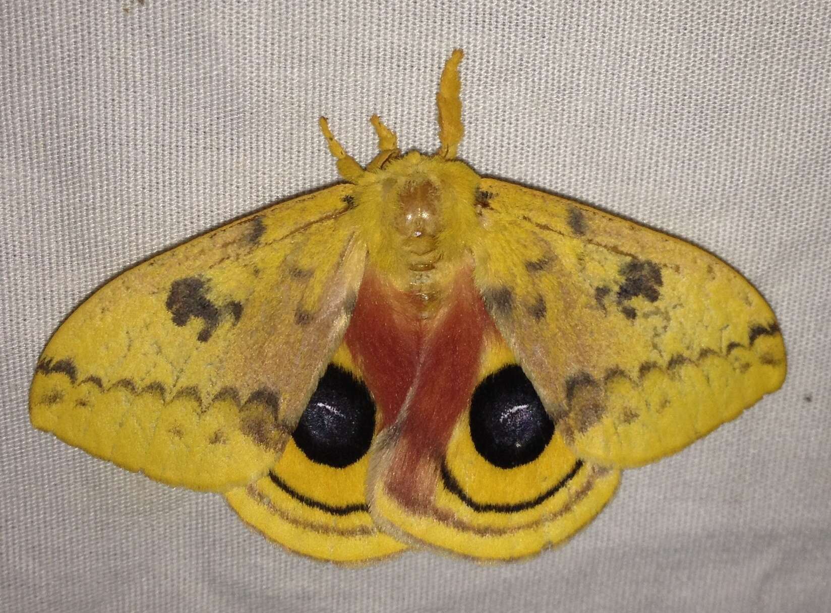 Image of Io Moth