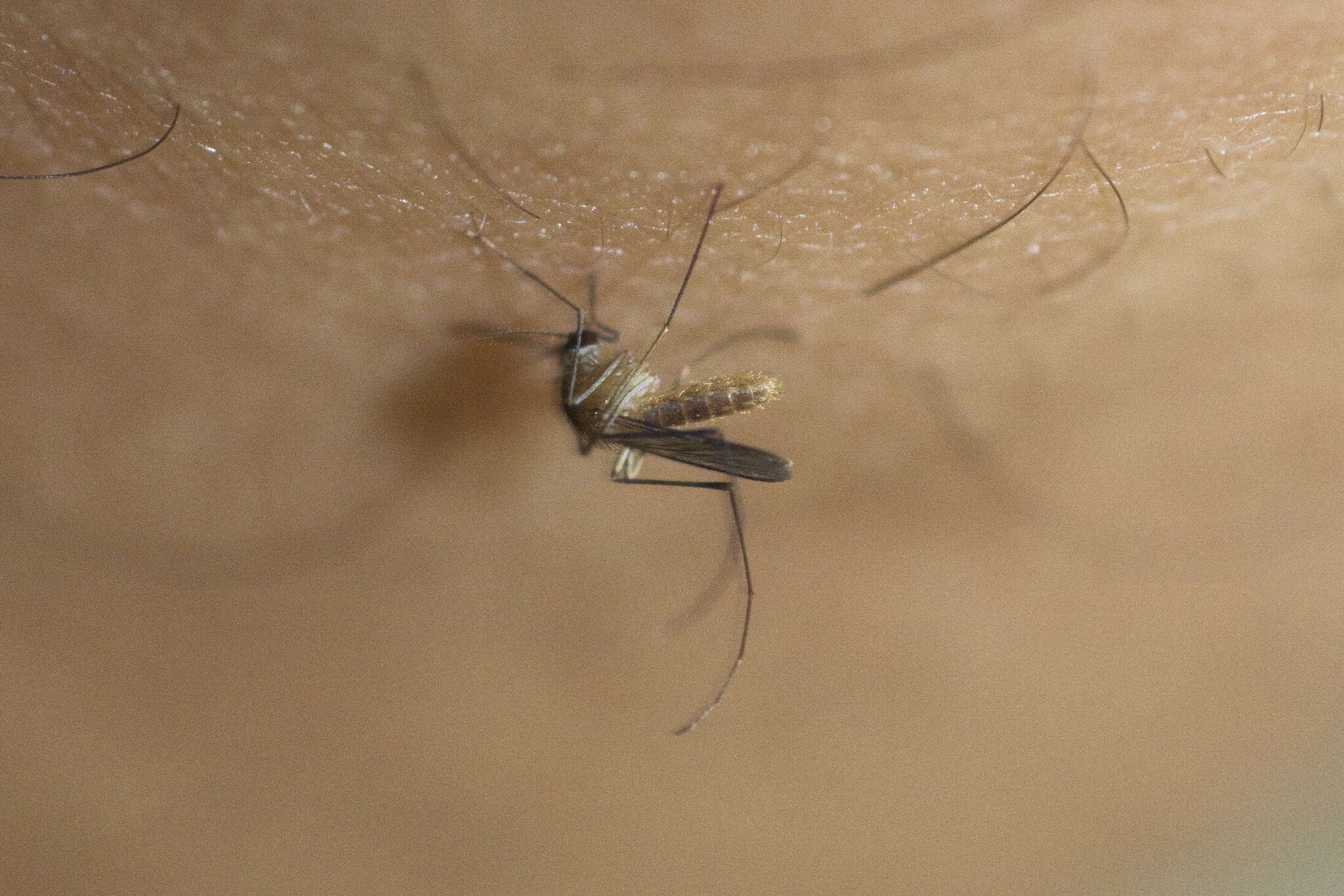 Image of mosquito