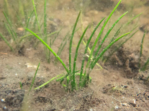 Image of Maritime Quillwort