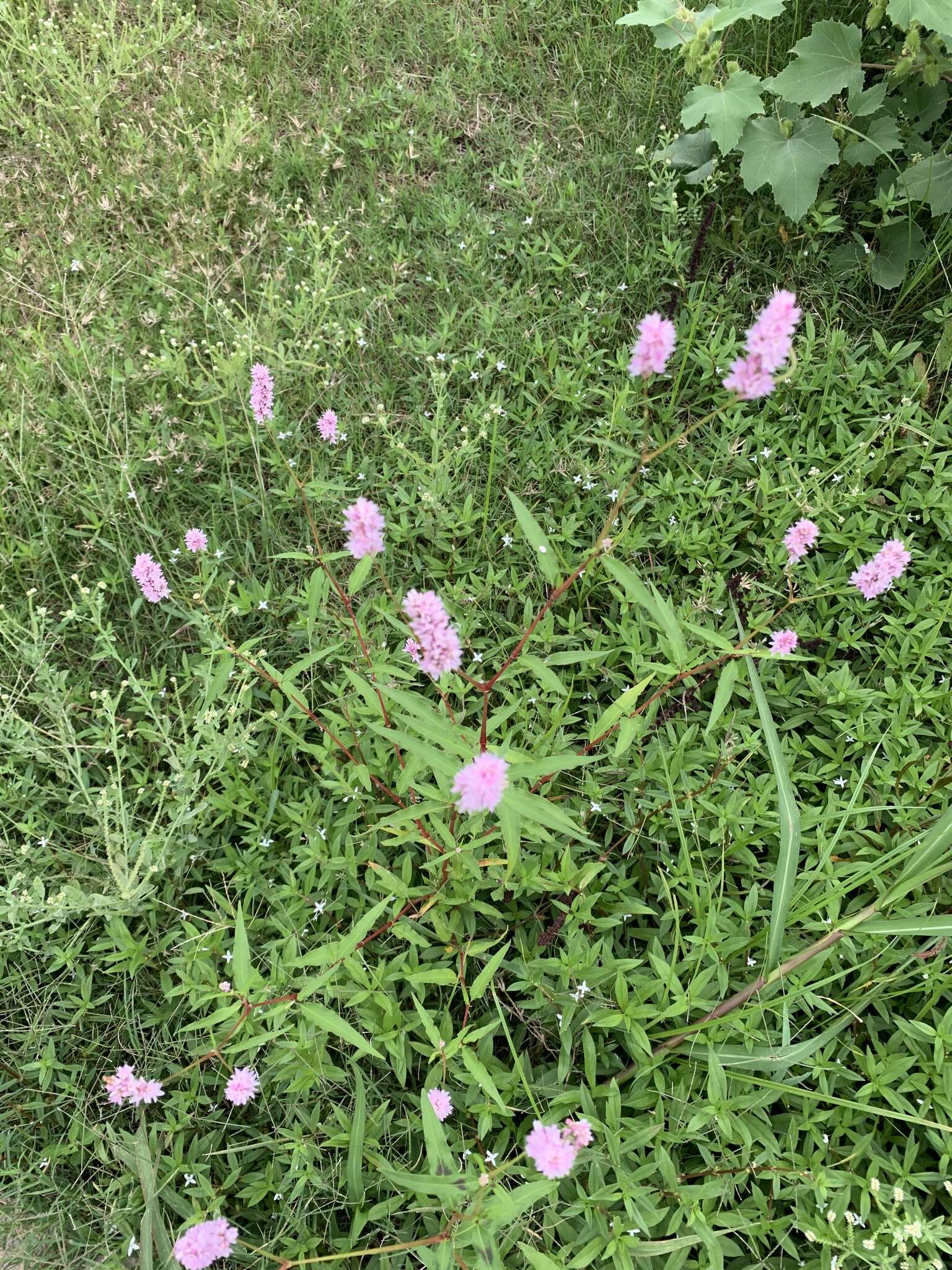 Image of Pink Knotweed