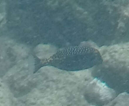 Image of Spotted boxfish