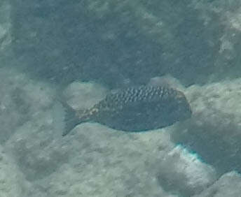 Image of Spotted boxfish