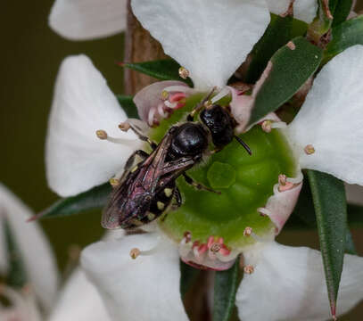 Image of Euhesma subgen. Euhesma Michener 1965