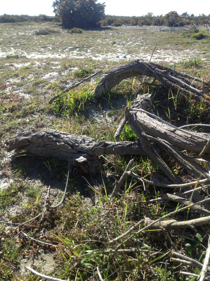 Image of sprawling wirevine