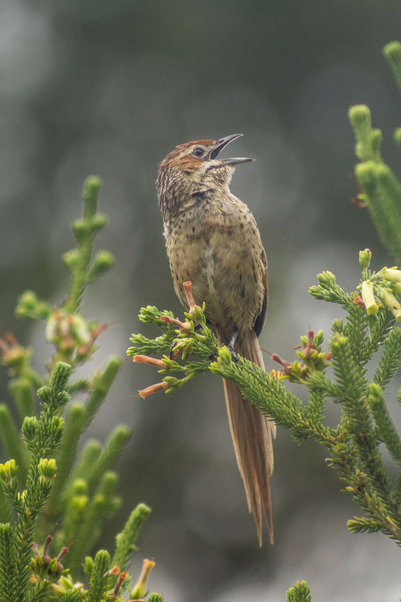 Image of Sphenoeacus afer afer (Gmelin & JF 1789)