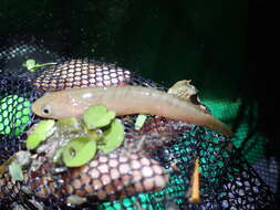 Image of Asian Snakehead