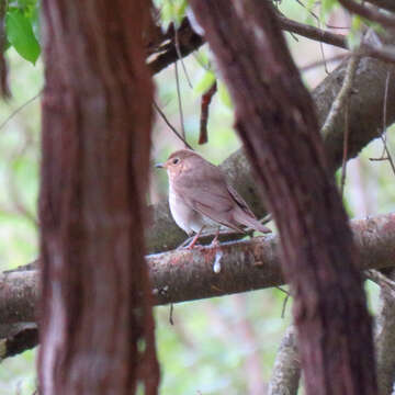 صورة Catharus fuscescens (Stephens 1817)