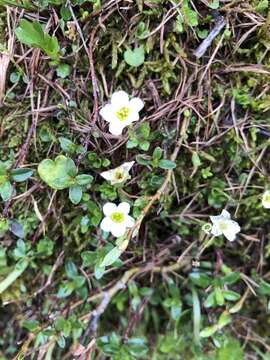 Plancia ëd Saxifraga androsacea L.