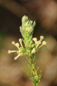 Image of Gnidia woodii C. H. Wright