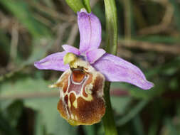 Image of Ophrys fuciflora subsp. candica E. Nelson ex Soó