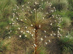 Image of Paepalanthus chiquitensis Herzog