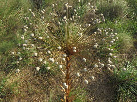 Imagem de Paepalanthus chiquitensis Herzog