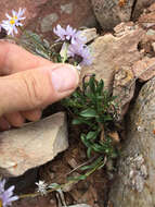 Image of rockslide yellow fleabane