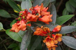 Image of Rhododendron rarilepidotum J. J. Smith