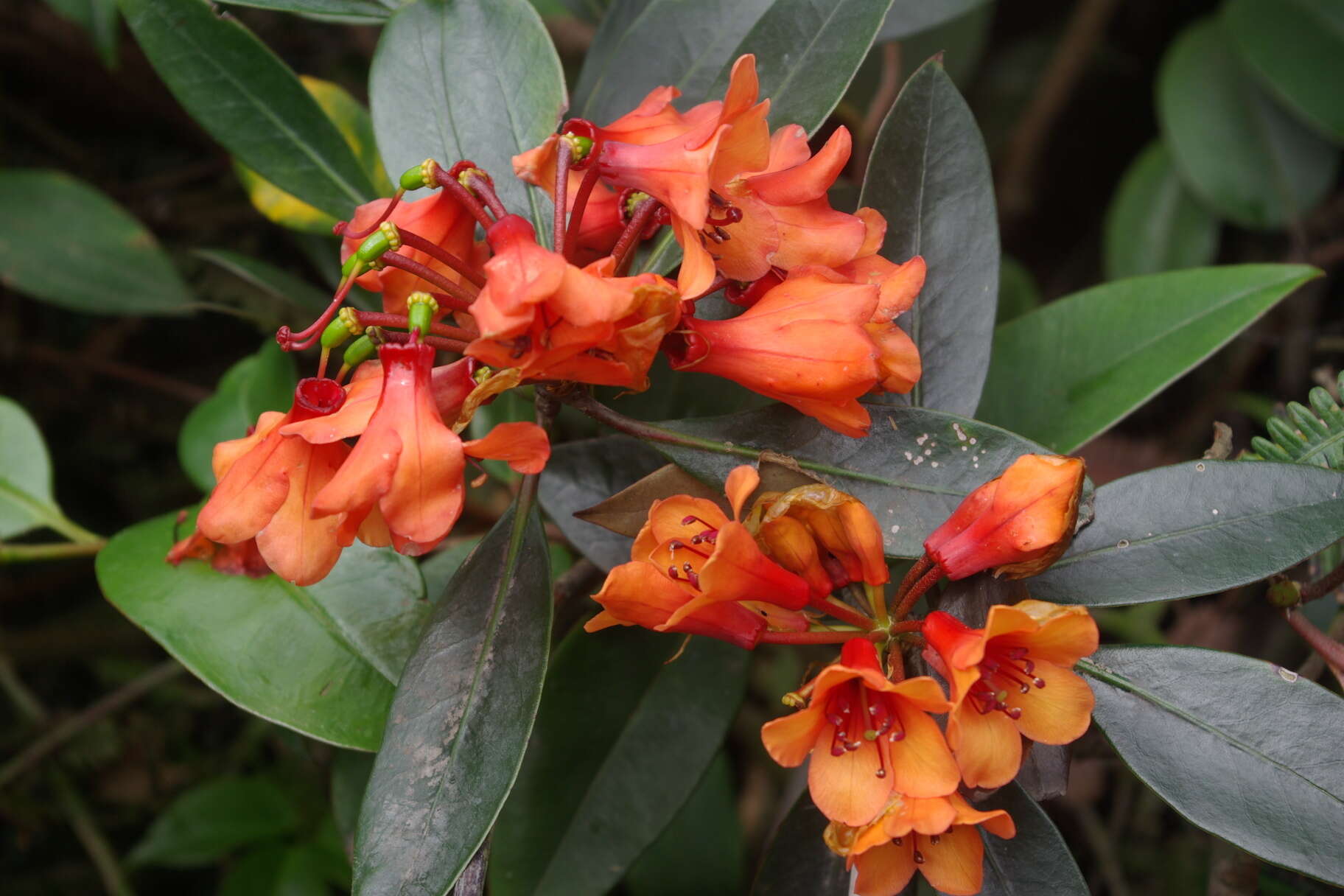 Imagem de Rhododendron rarilepidotum J. J. Smith