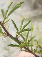 Vachellia vernicosa (Britton & Rose) Seigler & Ebinger resmi