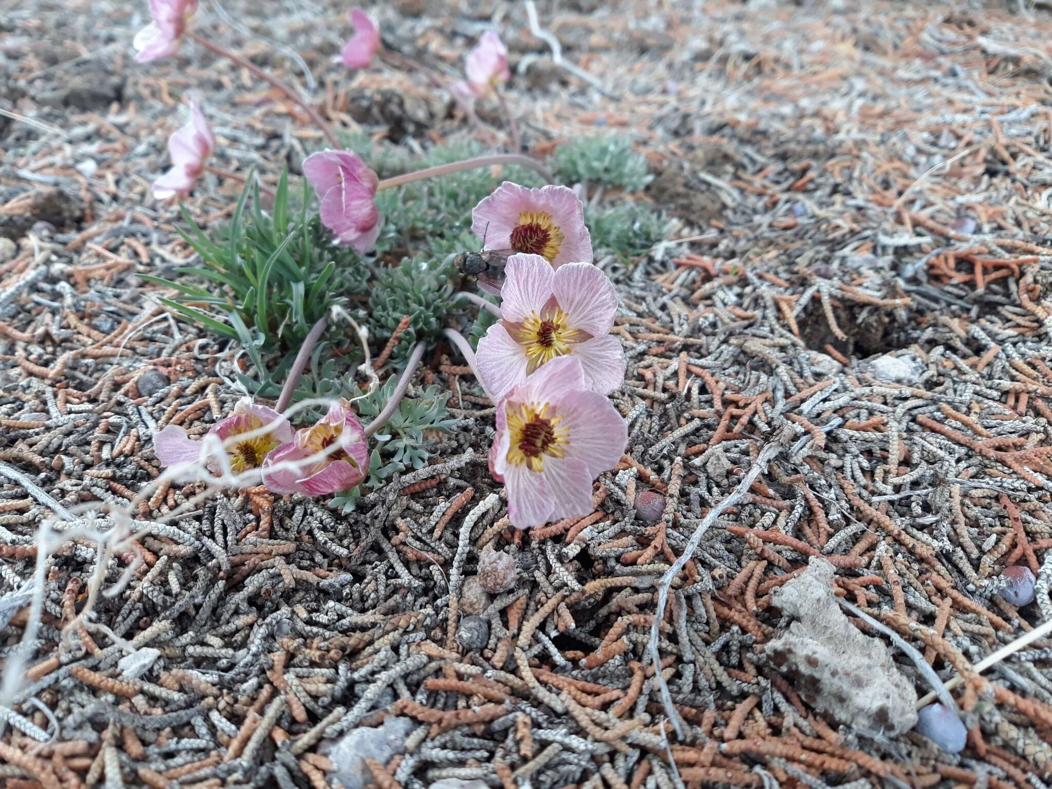 Слика од Ranunculus andersonii A. Gray